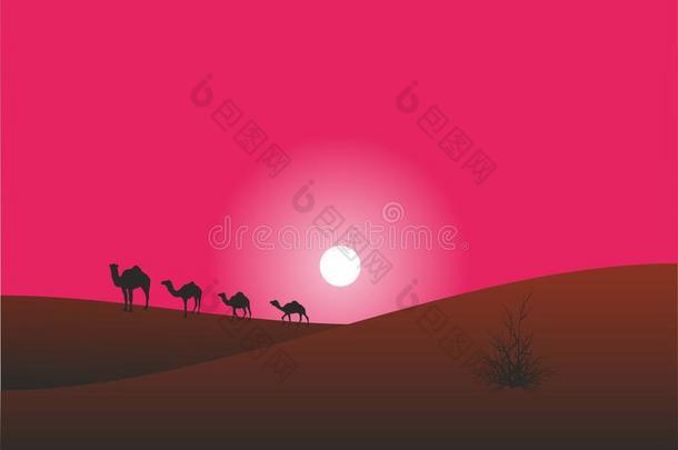骆驼在<strong>沙漠里</strong>