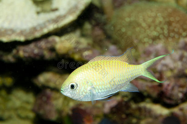 蓝绿<strong>色珊瑚色</strong>（chromis viridis）