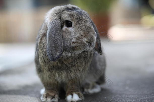 可爱可爱的棕色荷兰罗布兔兔