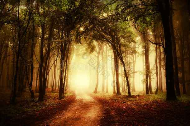 秋天穿过金色森林的路