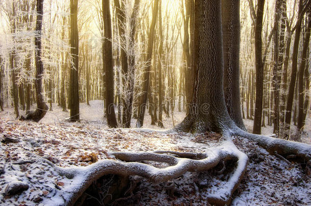<strong>太阳</strong>在一片有着冰冻树木的美丽森林中<strong>升起</strong>