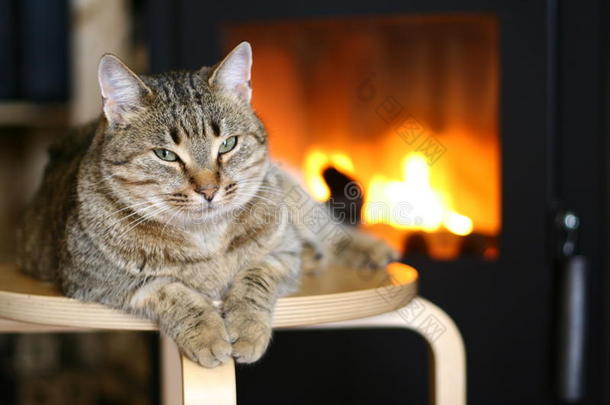 靠近壁炉的猫