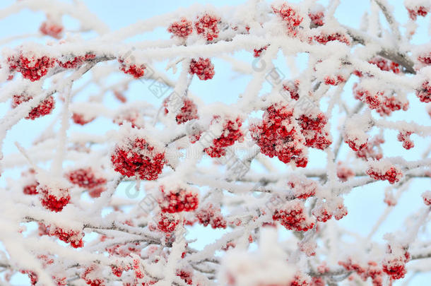 雪中送炭的杨梅枝