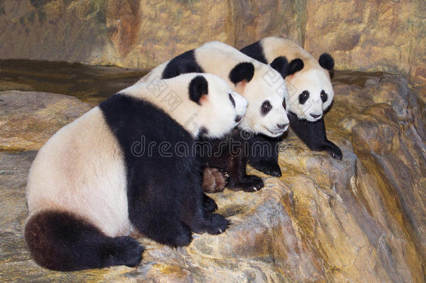 三只熊猫排成一行