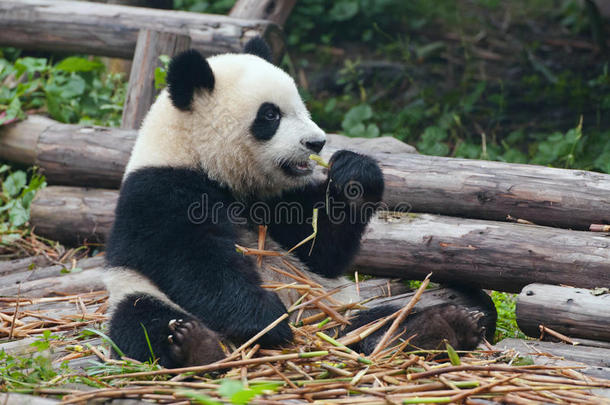 吃竹子<strong>的大熊猫</strong>