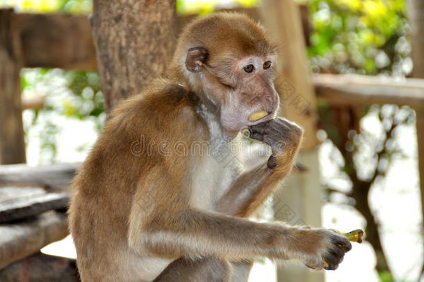 泰国：猴子吃香蕉