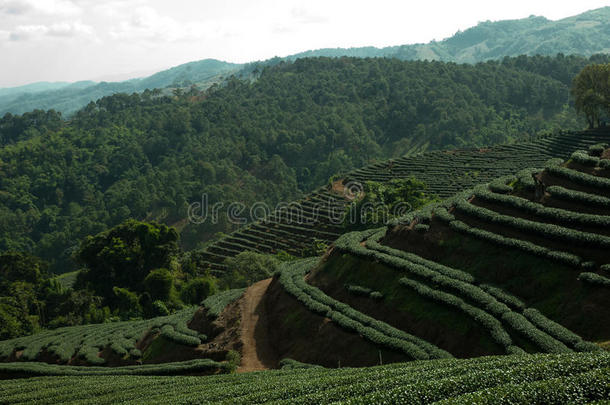 绿茶山