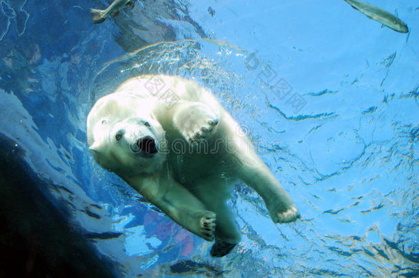 北极熊跳入水中