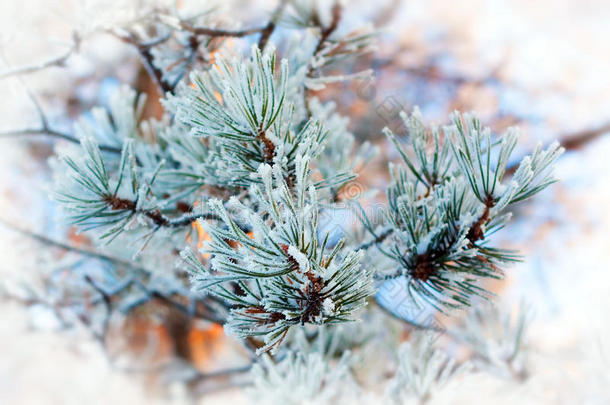 圣诞背景，冷冰冰的松树