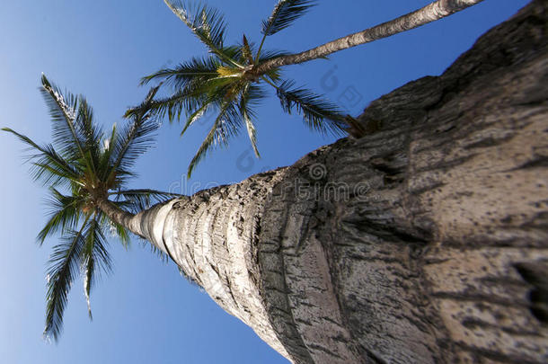 大型棕榈树