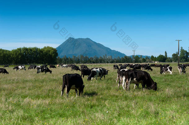 新西兰的奶牛养殖