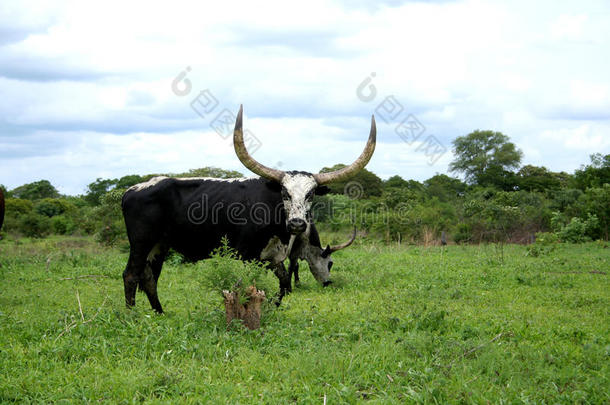 非洲牛
