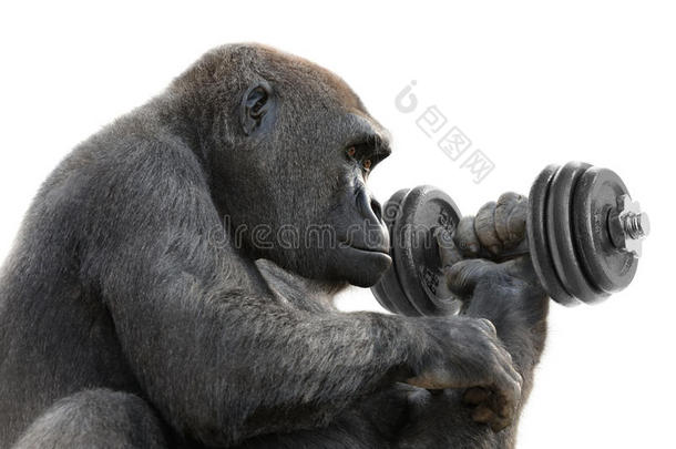 大猩猩用哑铃锻炼身体