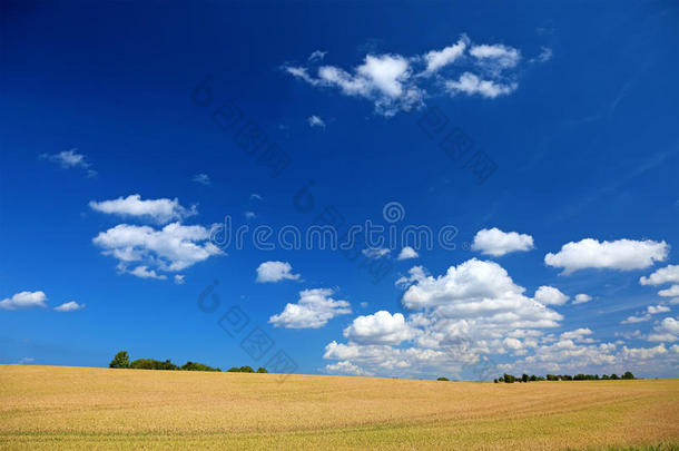 多姿多彩的夏日田野景观。