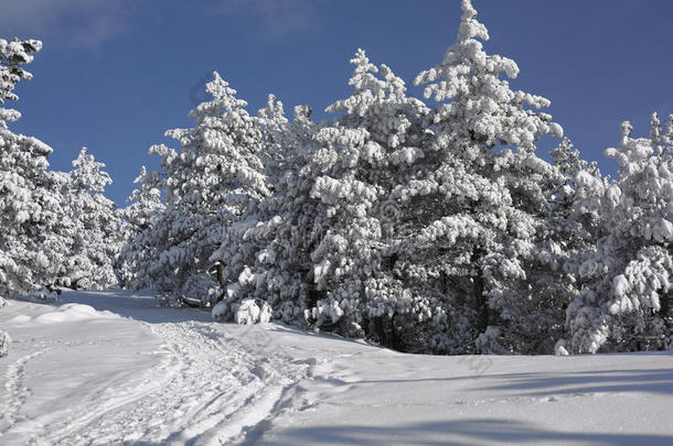 冬季景观，<strong>冰雪</strong>覆盖的<strong>森林</strong>