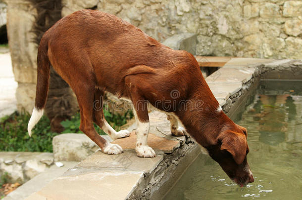 红棕色的狗喝水