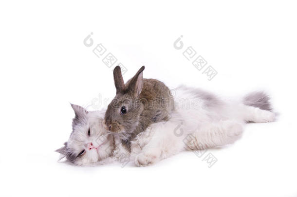 猫和<strong>兔子</strong>