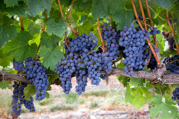 葡萄园水平丰盛的食用水果葡萄