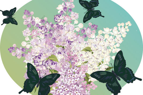 紫丁香花枝和黑蝴蝶