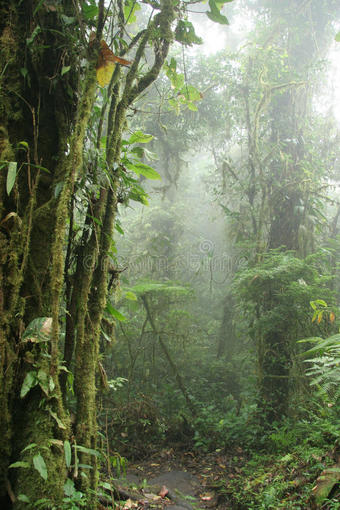 蒙特维德云森林自然保护区-科斯塔里图片