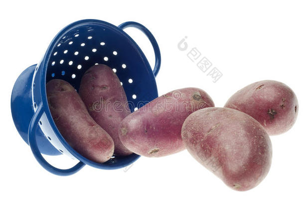 蓝夹竹桃红薯