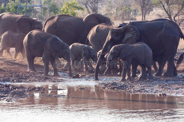 大象群饮水