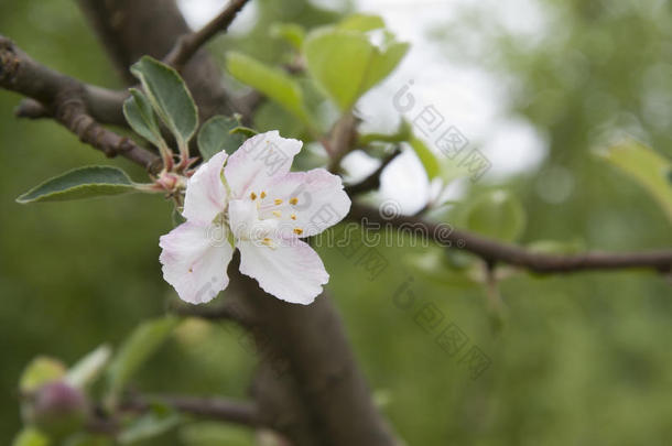 <strong>晚春</strong>苹果开花