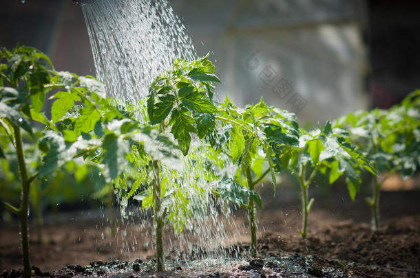 浇水育苗番茄