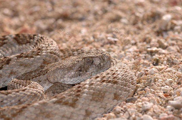 亚利桑那州的响尾蛇