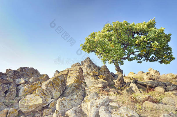 岩石上的一棵树