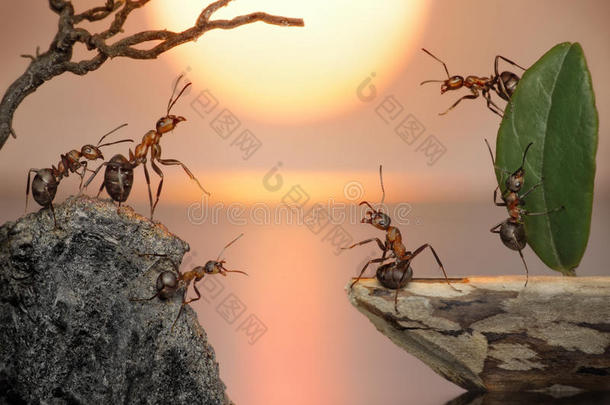 一群蚂蚁在返航，幻想