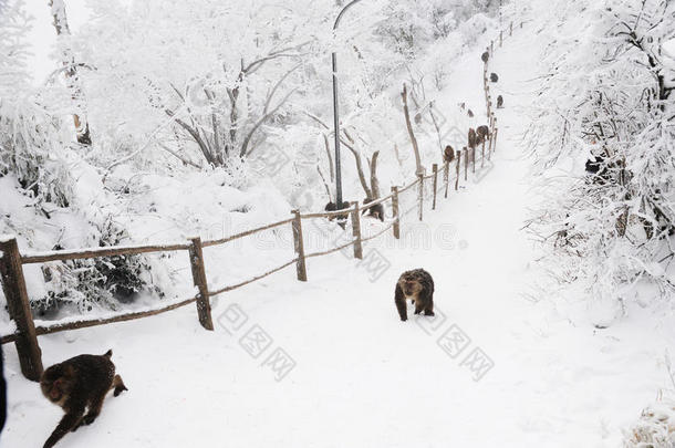 <strong>峨眉</strong>山猕猴