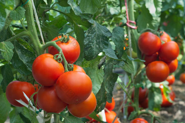 生长番茄