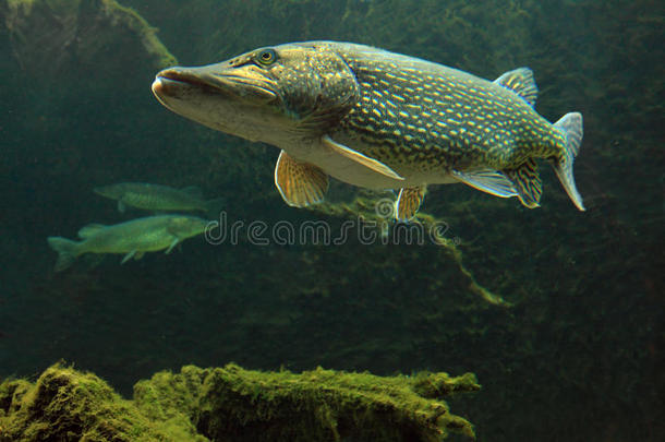 水下摄影<strong>大鱼</strong>（esox lucius）。