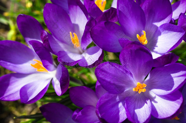 紫番红花<strong>春日</strong>