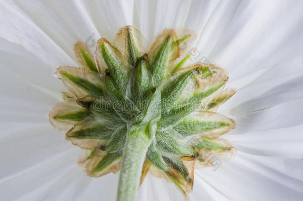 白菊花。