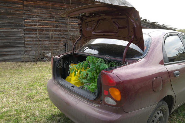 汽车后备箱里的番茄苗