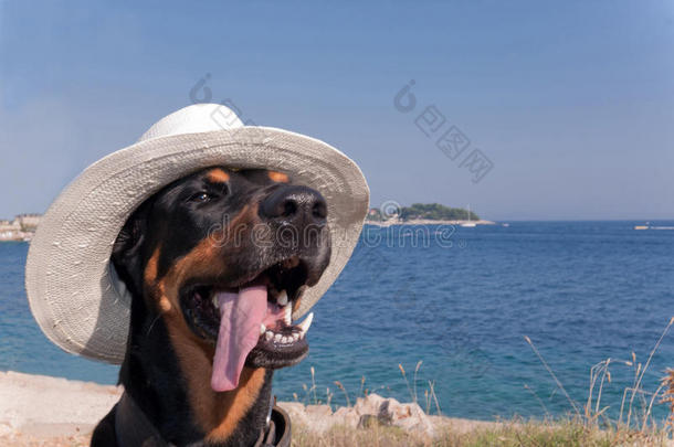 带帽子的酷狗享受阳光