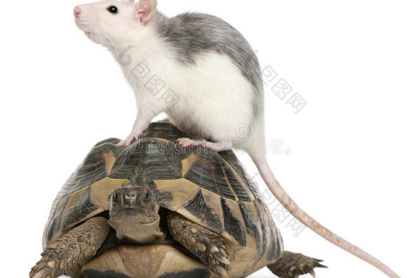 老鼠和赫尔曼的乌龟，testudo hermanni