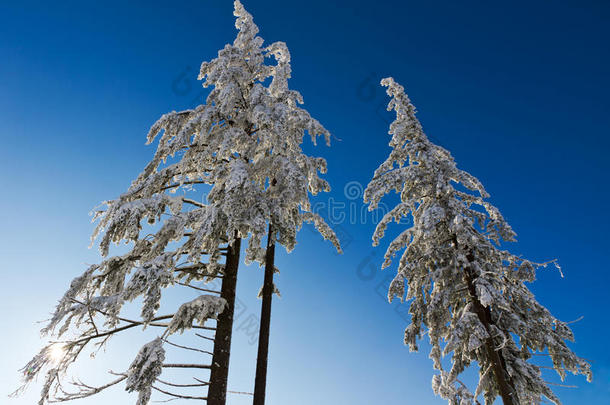 德国三棵白雪覆盖的杉树