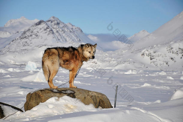 格陵兰<strong>寒冷的冬天</strong>里<strong>的</strong>狗