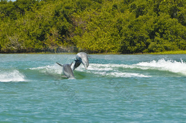 海豚海豚海豚，佛罗里达
