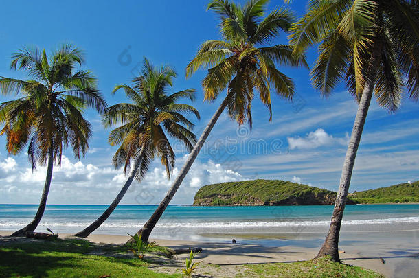<strong>格林纳达</strong>岛拉萨吉斯海滩上的棕榈树