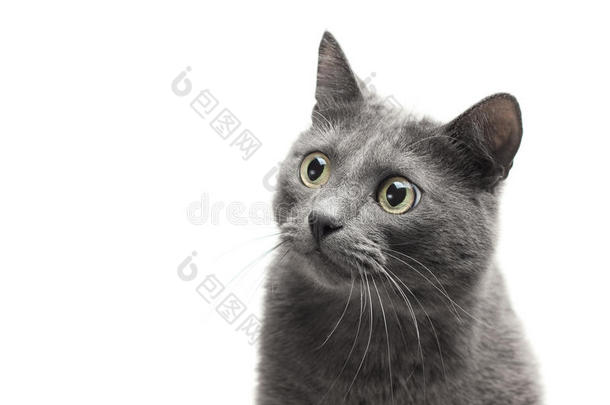 一只表情滑稽的灰色猫的特写