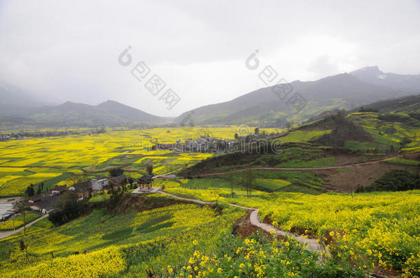 油菜花村