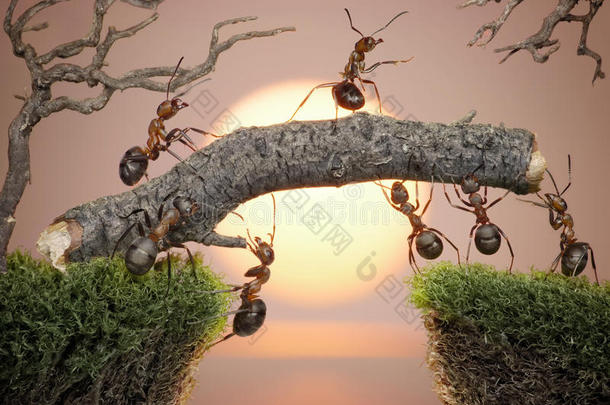 蚂蚁队架桥，团队合作