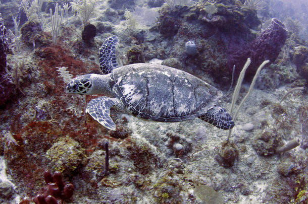绿海龟游泳热带，罗坦，洪都拉斯