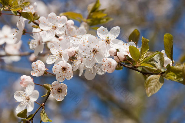 粉色和白色的春天在蓝天的映衬下绽放。