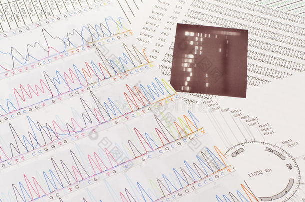 dna序列与电泳照片