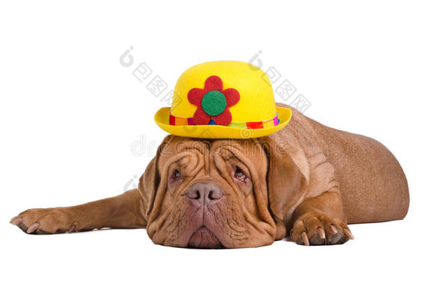 戴黄色圆顶礼帽的狗